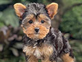 For Sale Puppy Mini Female Yorkshire Terrier