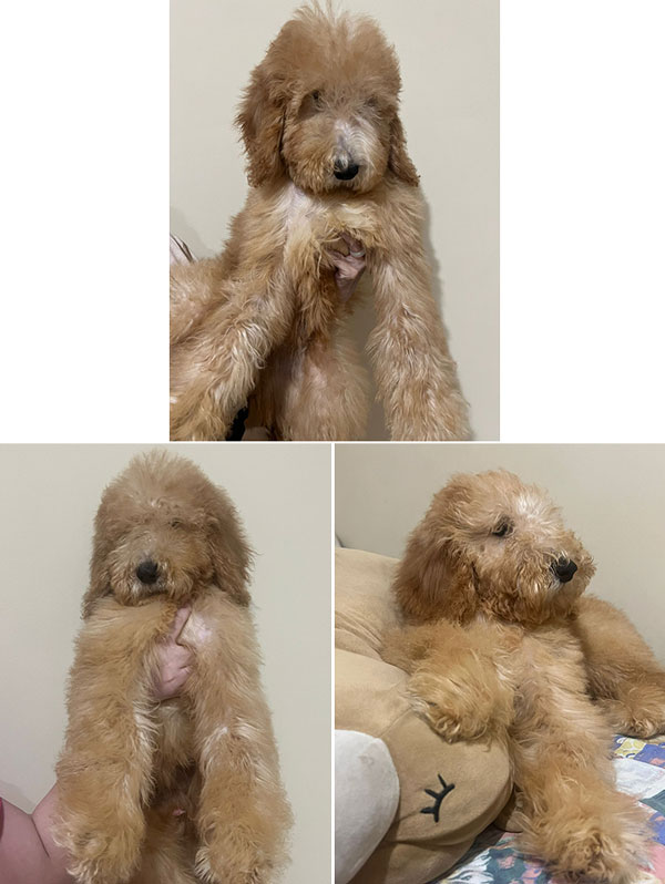 Dijual Cepat Anakan Standard Poodle Murah