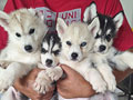 Dijual 4 Ekor Anakan Husky
