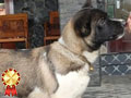 American Akita Good Quality