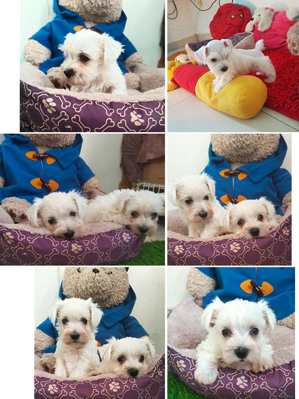 Super Sale Puppy White Miniature Schnauzer INA Ch