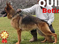 Jual Anjing Herder Betina Berkualitas