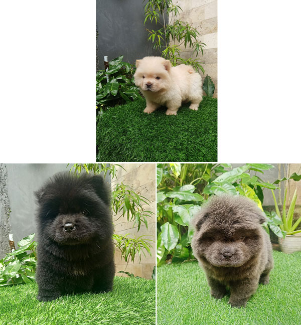 Dijual Puppies Chow Chow Warna Langka