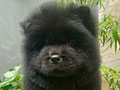 Dijual Puppies Chow Chow Warna Langka