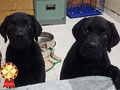 Dijual 2 Ekor Puppy Labrador Istimewa