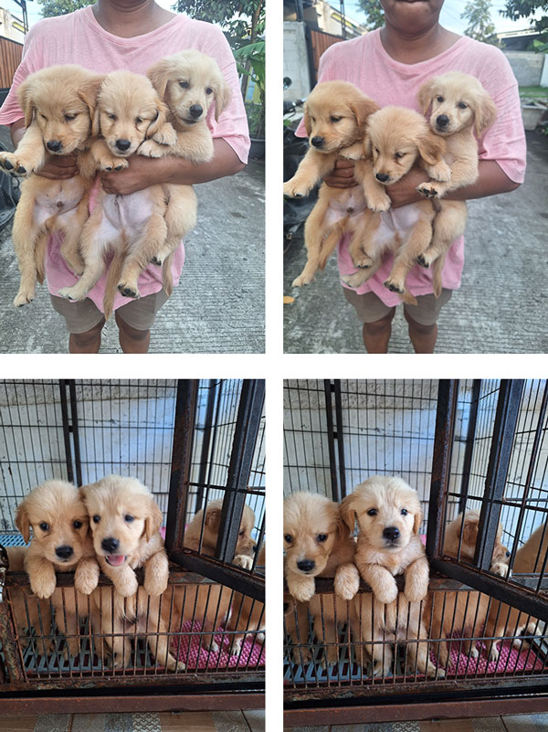 Jual Anakan Golden Retriever