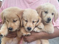 Jual Anakan Golden Retriever