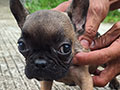 Jual Anakan Frenchie Size Mini