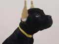 For Sale Cane Corso Puppies