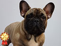 Super Import Bloodline French Bulldog