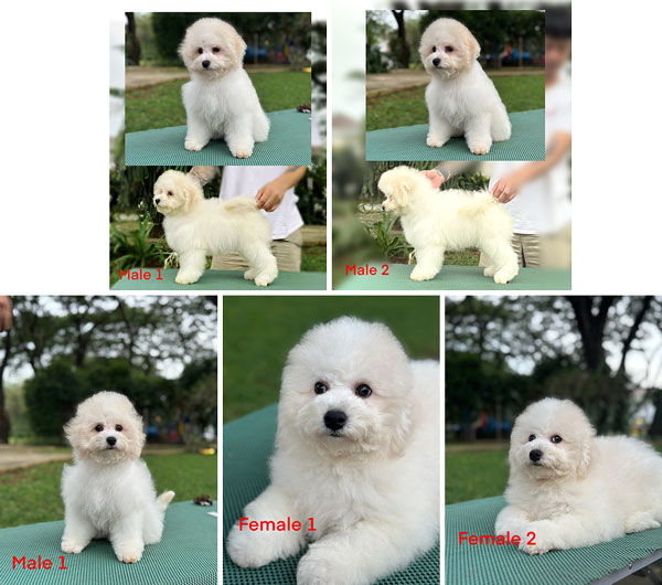 Jual Bichon Frise Good Quality Puppy