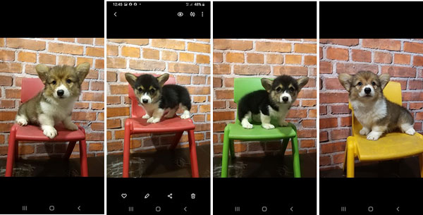Jual Corgi Puppies