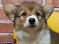 Jual Corgi Puppies