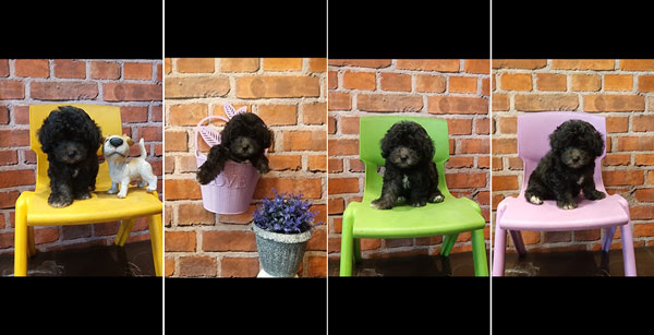 Jual Mini Silver Poodle 