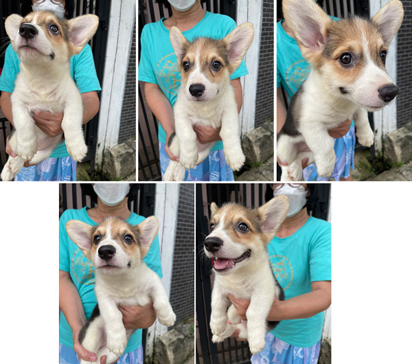 Tricolor Female Corgi Harga Rp.2 Juta 