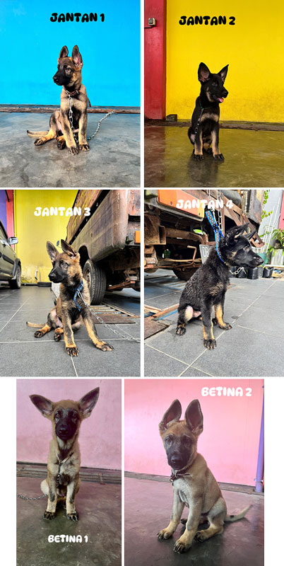 German Shepherd Dog - Working Line