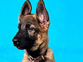 German Shepherd Dog - Working Line