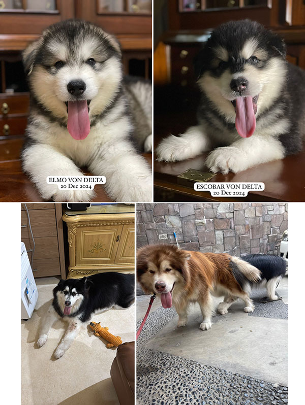 Alaskan Malamute Puppy