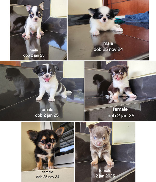 Dijual Anakan Chihuahua Long Hair