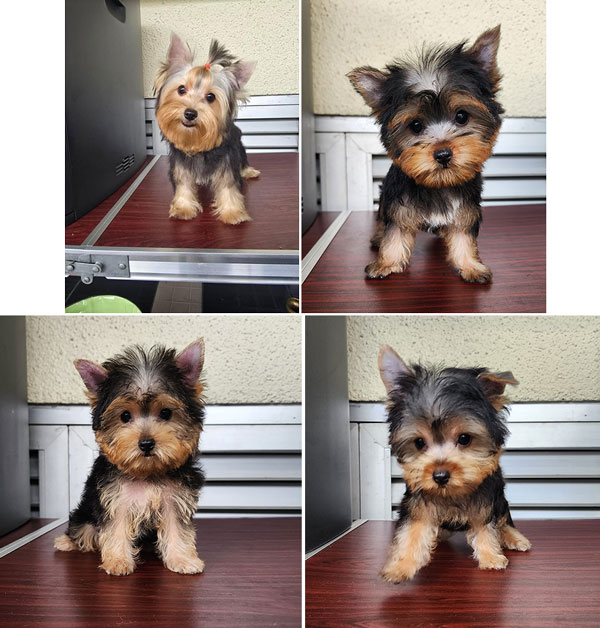 Dijual Anakan Yorkshire Terrier