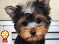 Dijual Anakan Yorkshire Terrier