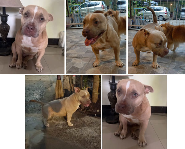Dijual Anjing American Bully