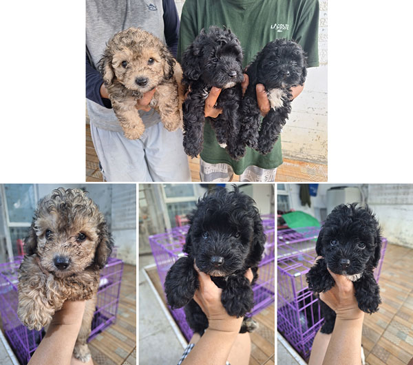 Jual Anakan Poodle