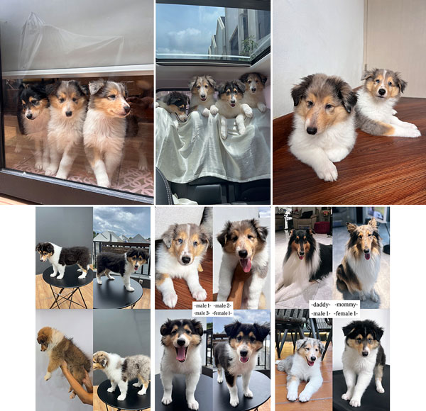 Dijual Anjing Langka & Pure Blood Rough Collie