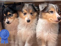 Dijual Anjing Langka & Pure Blood Rough Collie