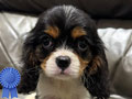 For Sale 4 Ekor Cavelier King Charles Spaniel