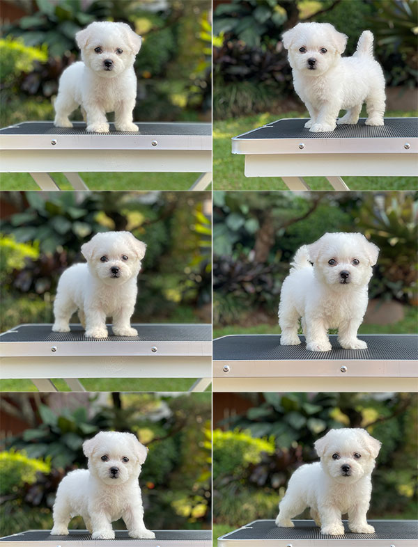 For Sale Puppy Mini Female Bichon Frise