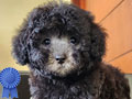 Jual Poodle Silver & All Black