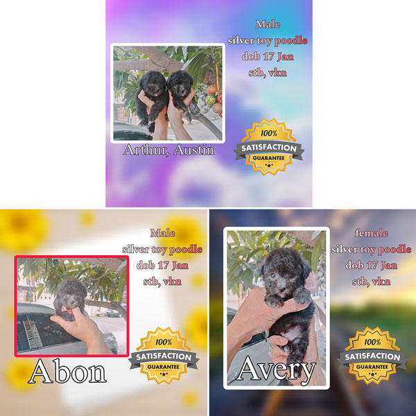 Jual Good Quality Poodle Puppies