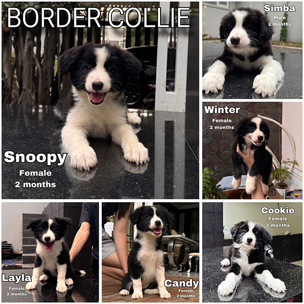Border Collie Puppies Black & White