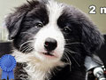 Border Collie Puppies Black & White