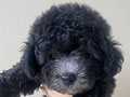 Jual Anakan Anjing Silver Toy Poodle