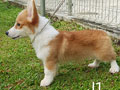 For Sale Corgi Male Special Price Show Quality