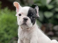 For Sale Puppy Male & Female French Bulldog