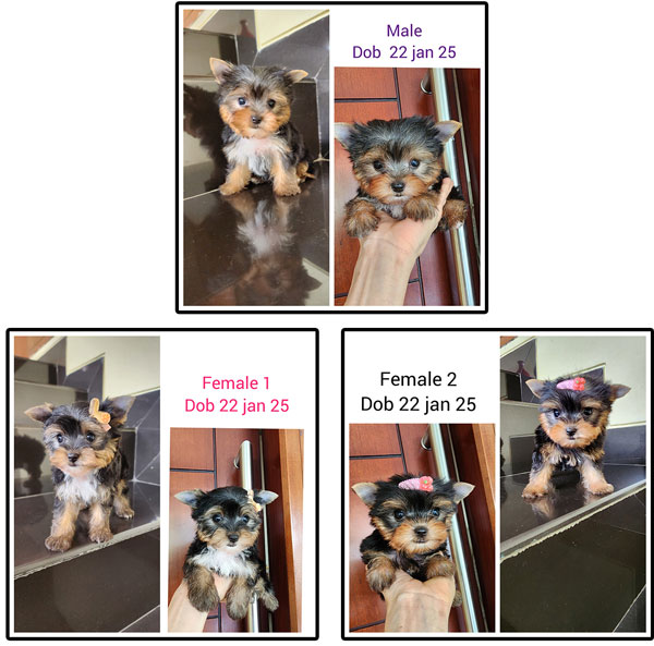 Jual Anakan Yorkshire Terrier Super Mini