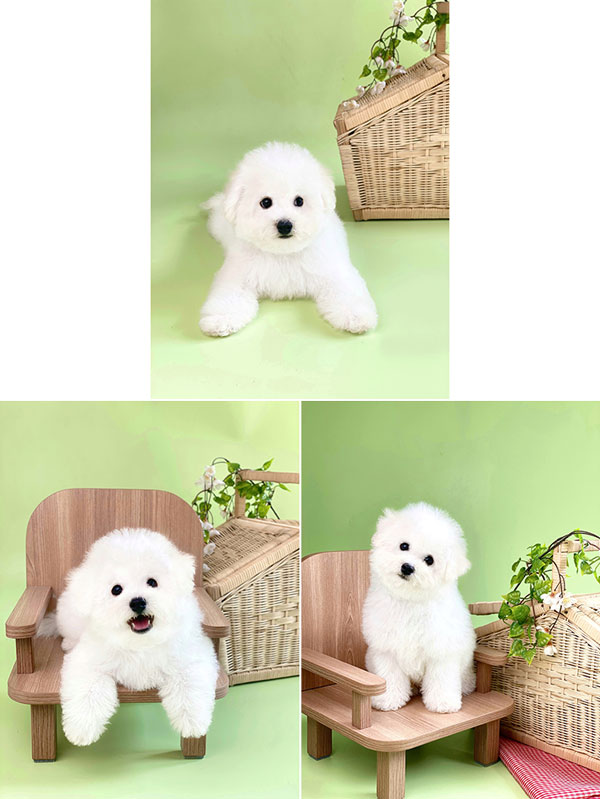 Dijual Puppy Bichon Frise