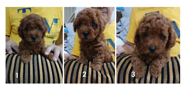 Dijual 3 Jantan Anakan Toy Poodle