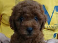 Dijual 3 Jantan Anakan Toy Poodle