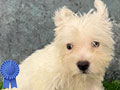 Dijual Anakan Westie Jantan & Betina