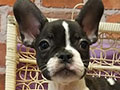 Jual French Bulldog