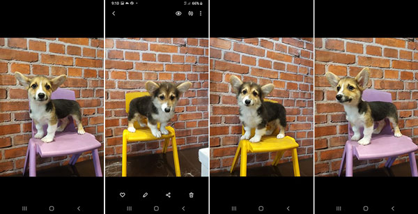 Jual Mini Corgi