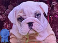 Dijual Anakan English Bulldog Super Best Quality
