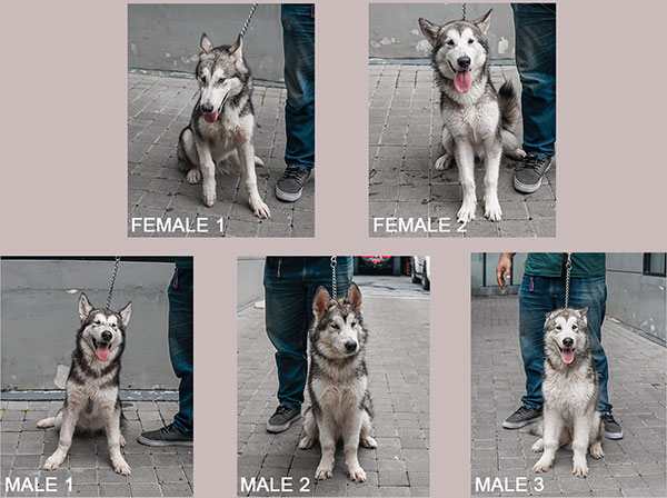 Jual Anakan Alasakan Malamute