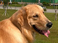 Golden Retriever Betina