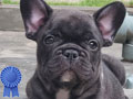 Puppy French Bulldog