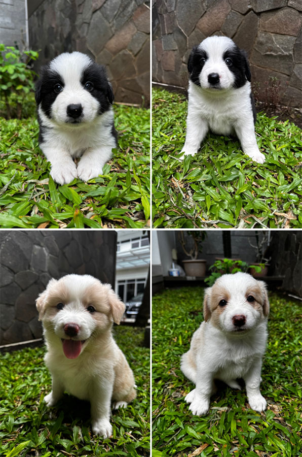 Puppies Border Collie